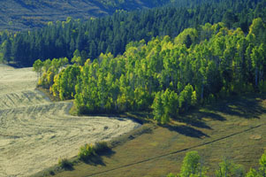 Grouse Creek trees 4
